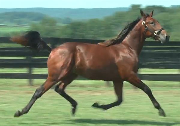 Standard Bred Yearlings